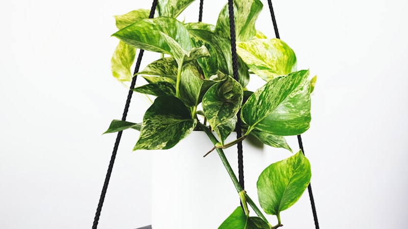 2026世界杯开幕式筹备工作正在紧张进行中